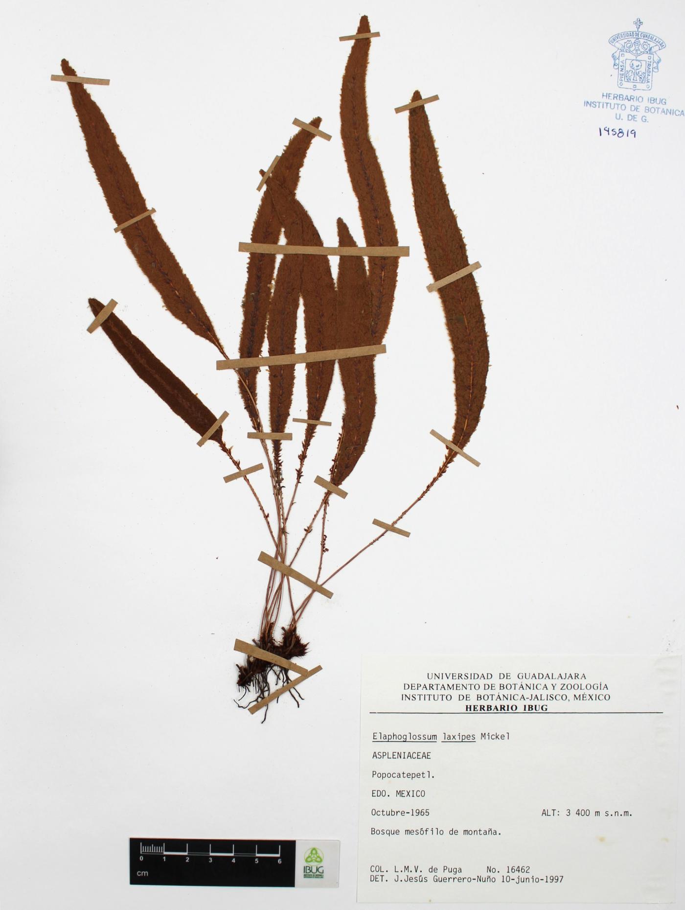 Elaphoglossum laxipes image