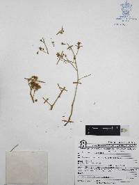 Sedum allantoides image