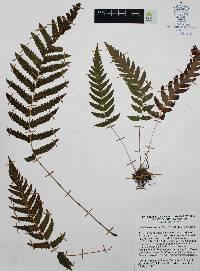 Thelypteris pilosa image