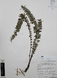 Asplenium monanthes image
