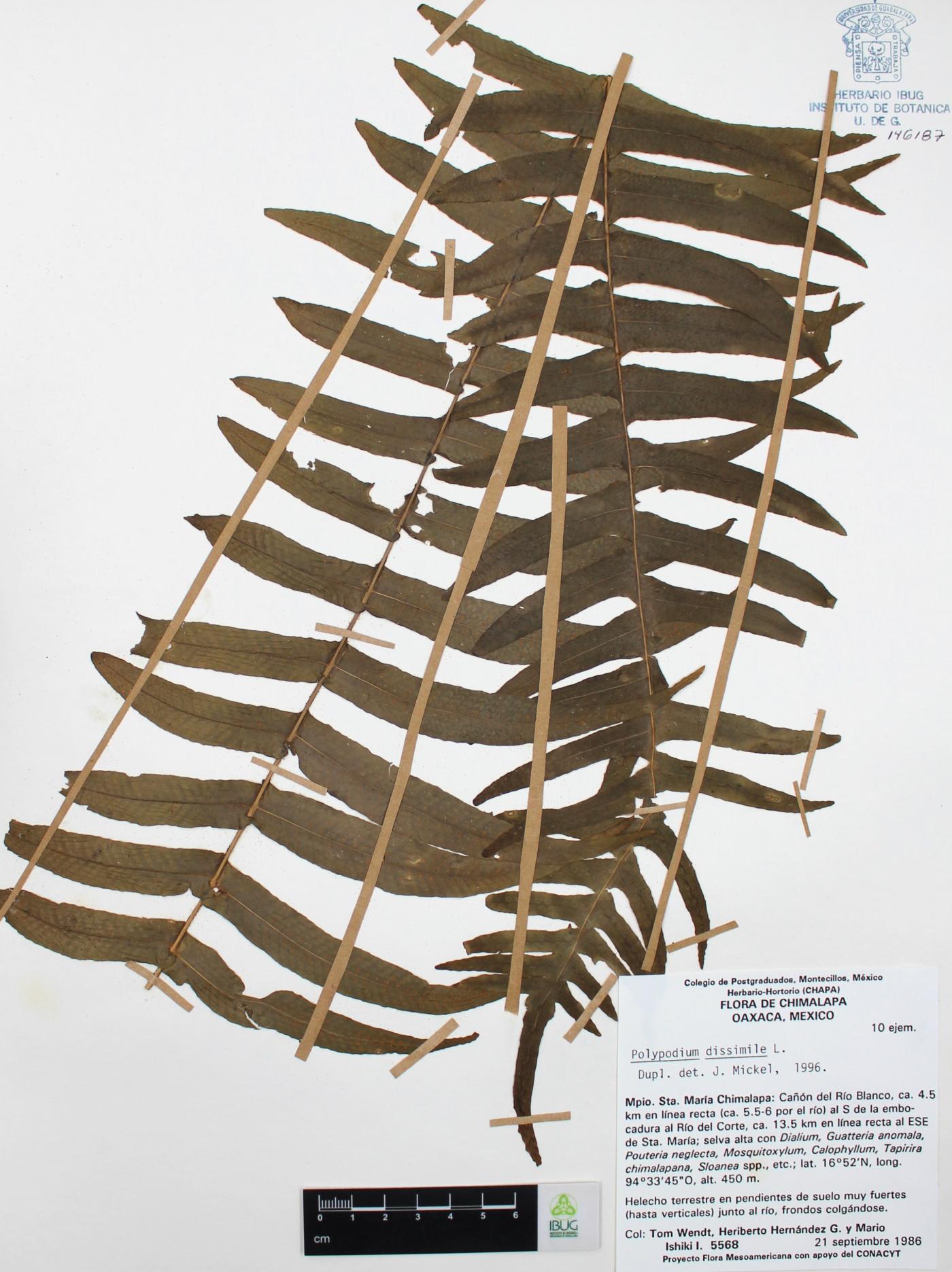 Polypodium dissimile image
