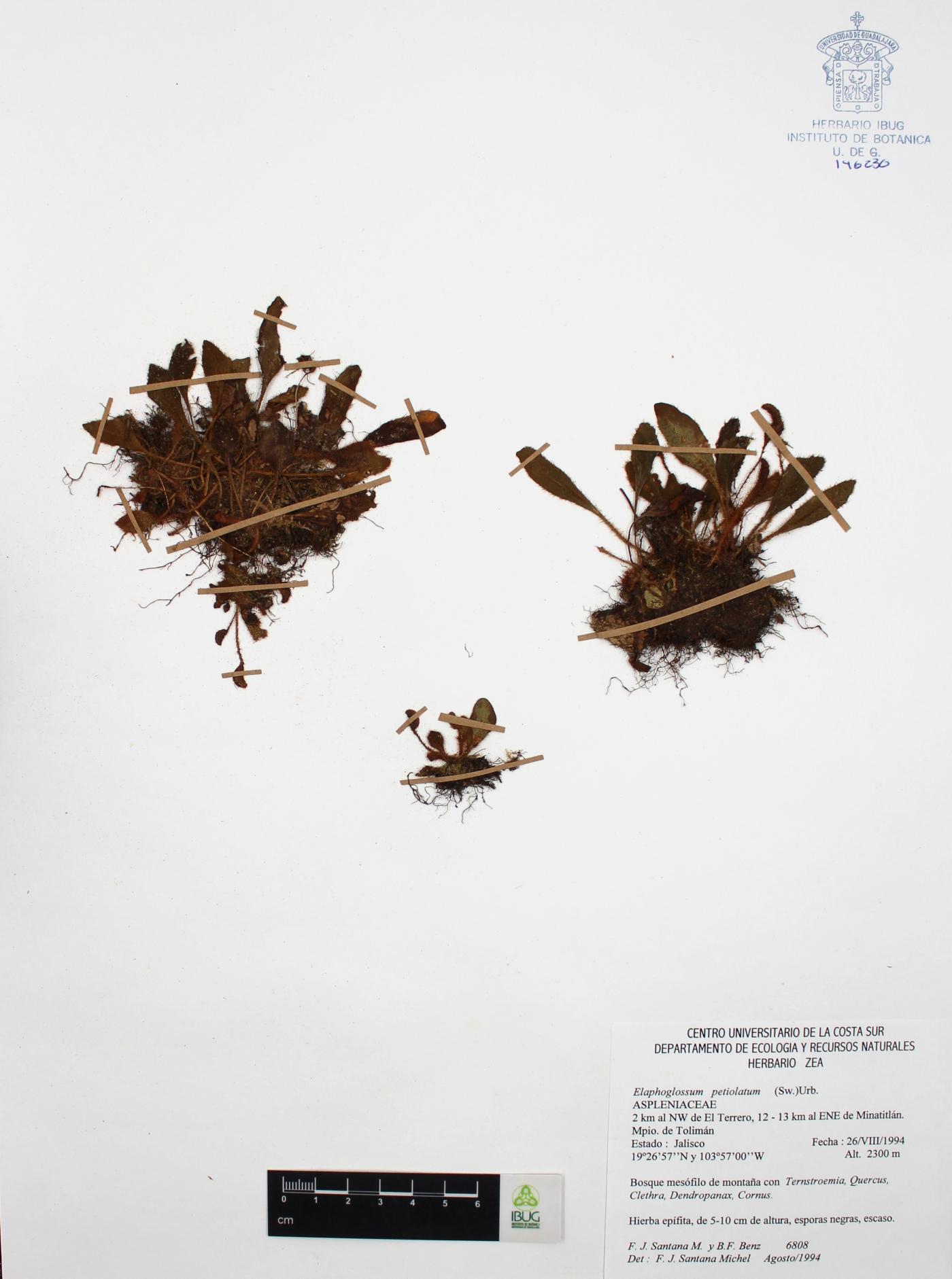 Elaphoglossum petiolatum image