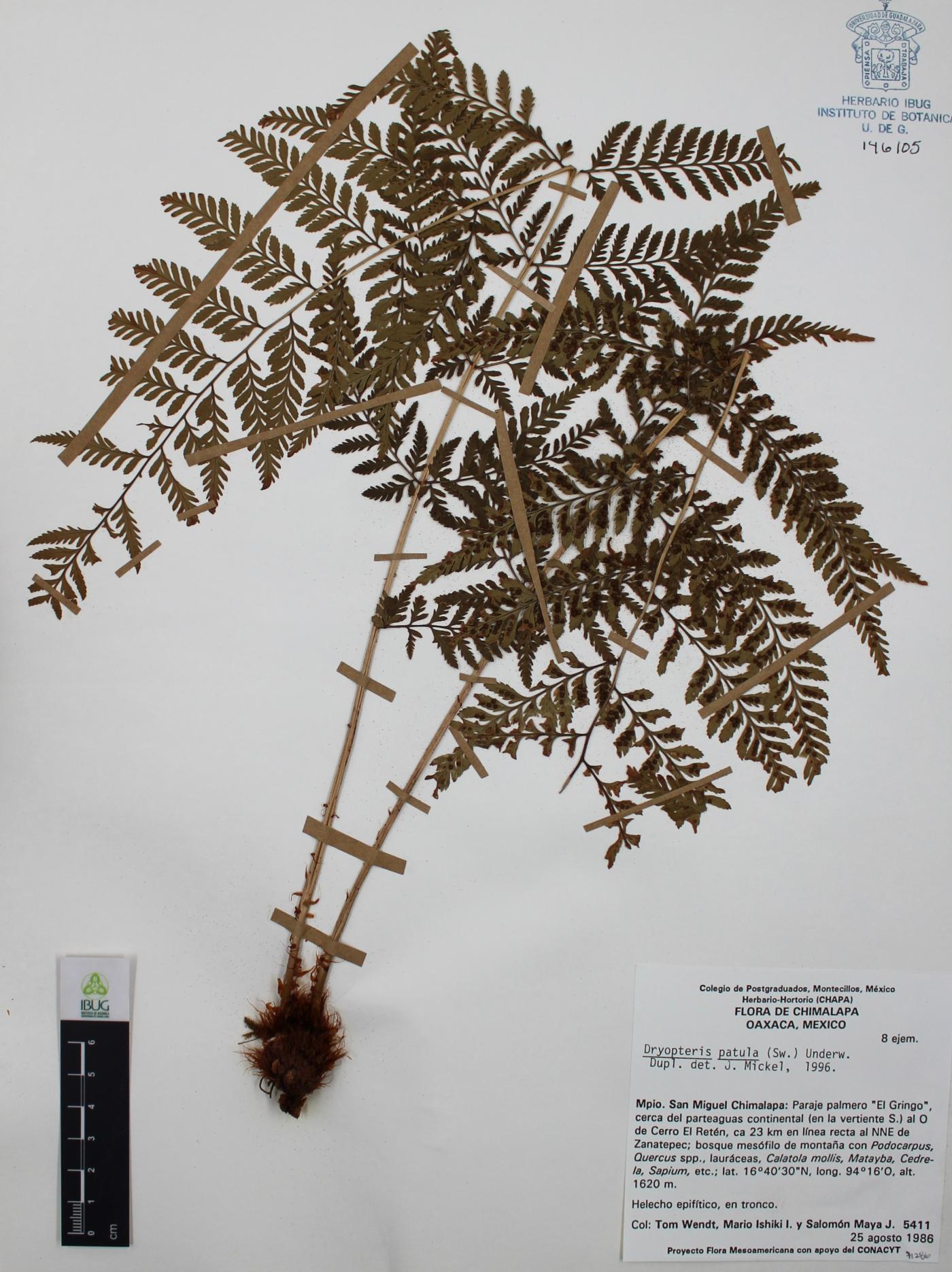 Dryopteris patula image