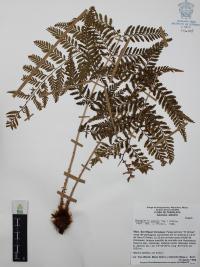 Dryopteris patula image