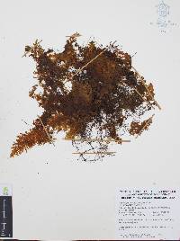 Hymenophyllum myriocarpum image