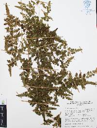 Lygodium venustum image