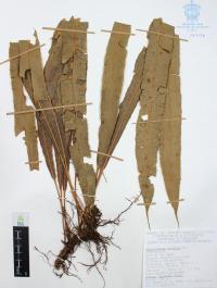 Campyloneurum xalapense image