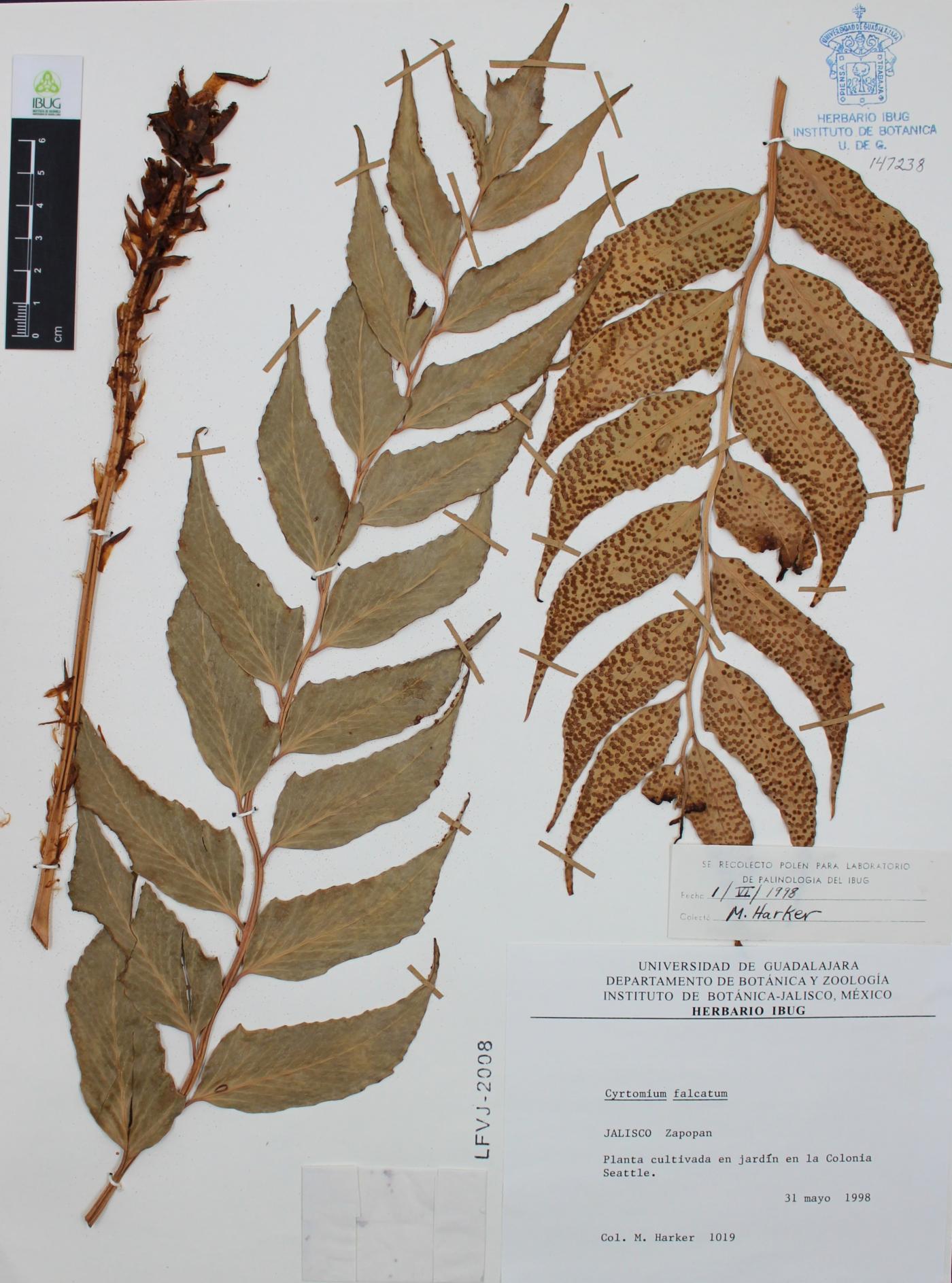 Cyrtomium falcatum image
