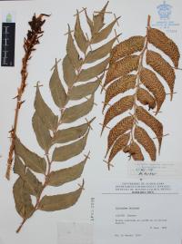 Cyrtomium falcatum image