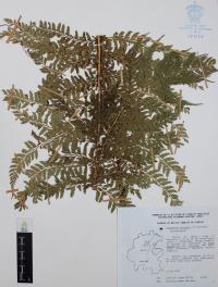 Dryopteris paleacea image