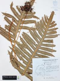 Phlebodium aureum image