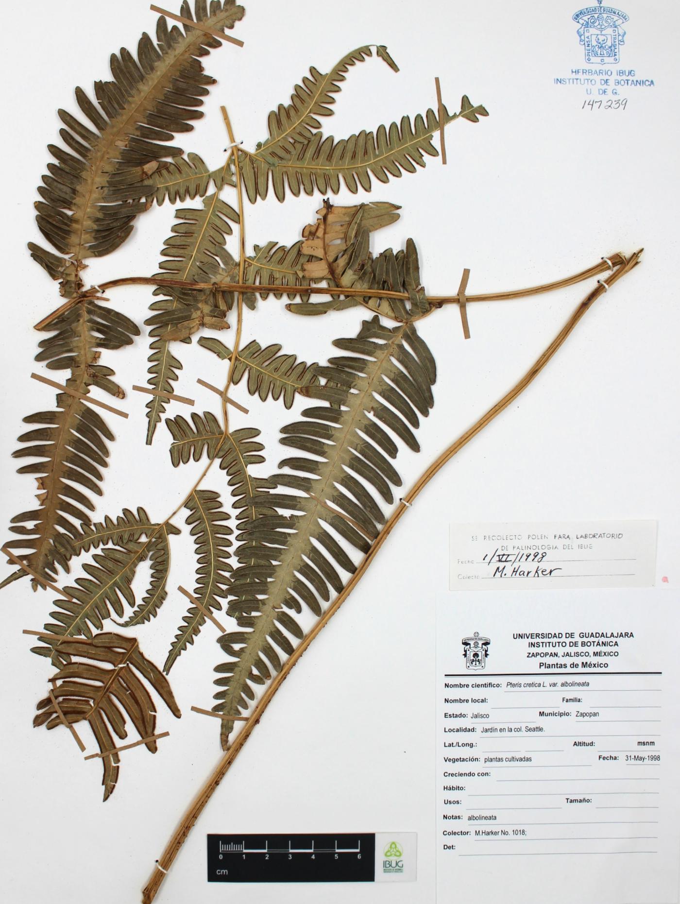 Pteris cretica var. albolineata image