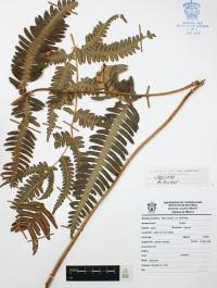 Pteris cretica image