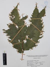Tectaria heracleifolia image