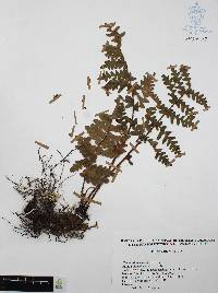 Media resource of Myriopteris mickelii