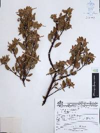 Arctostaphylos pungens image