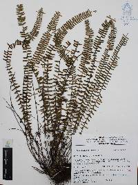 Asplenium monanthes image
