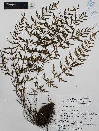 Asplenium aethiopicum image