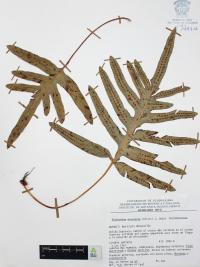 Phlebodium areolatum image