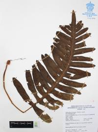 Phlebodium areolatum image
