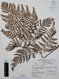 Dryopteris rossii image
