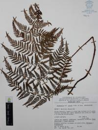 Dryopteris rossii image