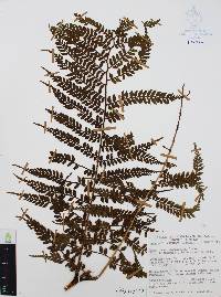 Marattia weinmanniifolia image