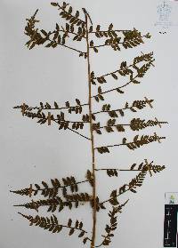 Marattia weinmanniifolia image
