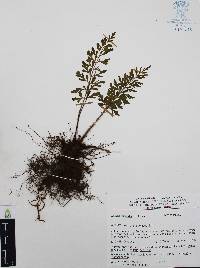 Anemia hirsuta image
