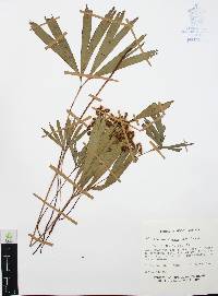 Schizaea elegans image