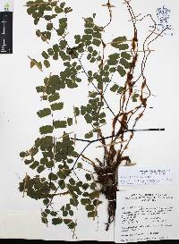 Adiantum amplum image