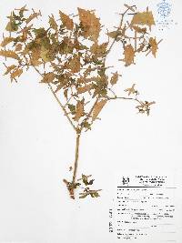 Physalis angulata image