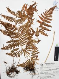 Dryopteris cinnamomea image