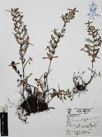 Myriopteris cucullans image