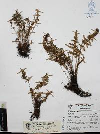 Myriopteris longipila image