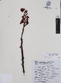 Hypopitys monotropa image