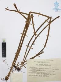 Campyloneurum angustifolium image