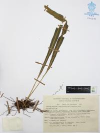 Campyloneurum angustifolium image