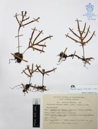 Pleopeltis angusta image