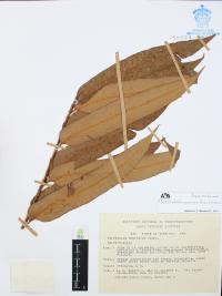 Phanerophlebia macrosora image
