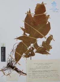 Tectaria heracleifolia image