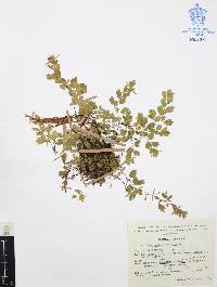 Adiantum capillus-veneris image