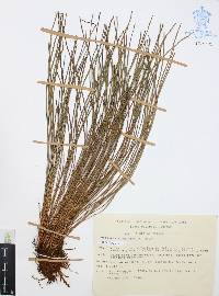Vittaria graminifolia image