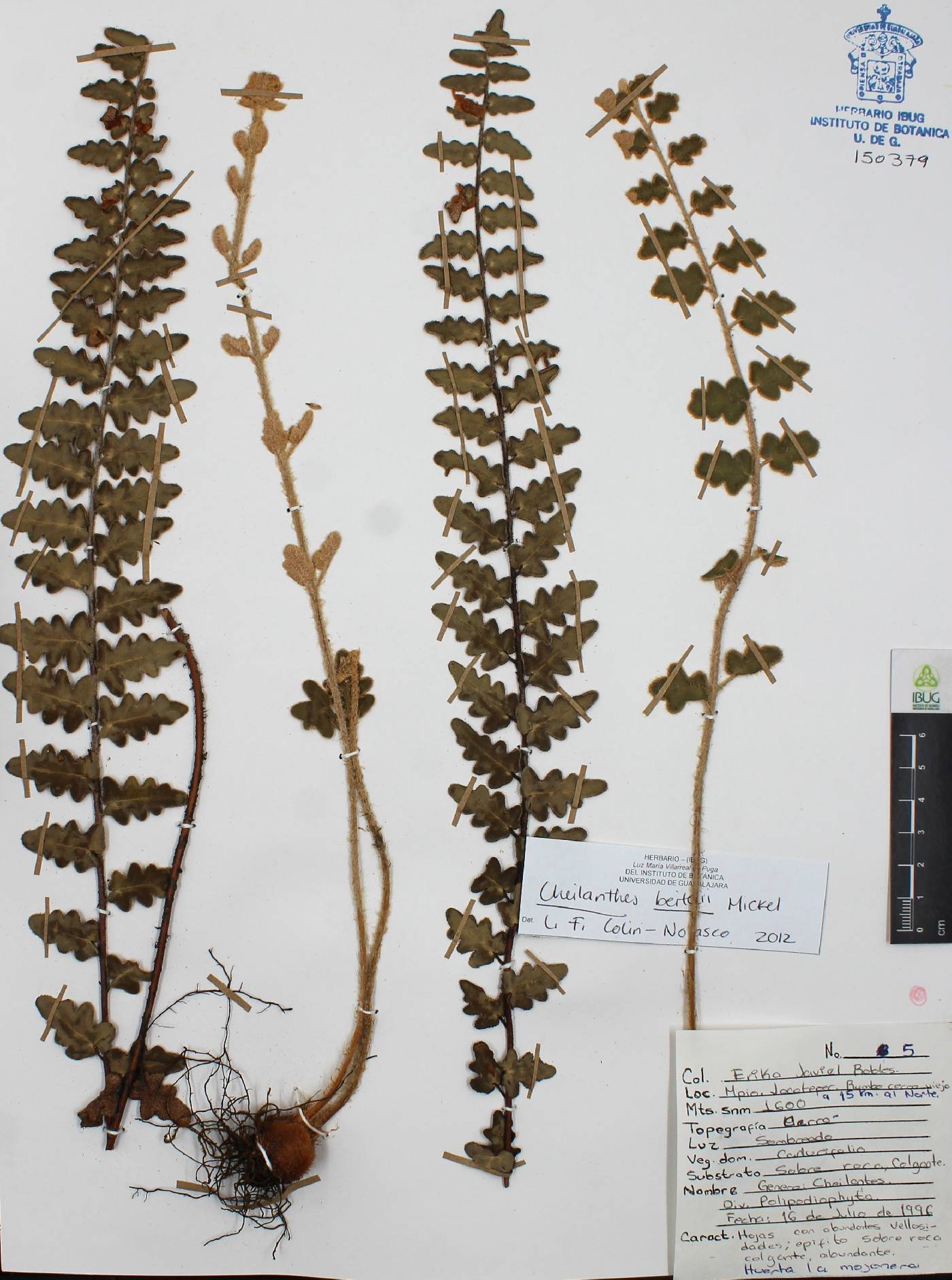 Astrolepis laevis image