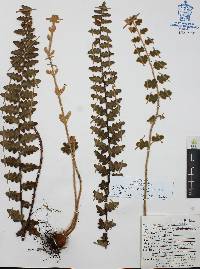 Astrolepis laevis image