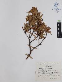 Comarostaphylis polifolia image