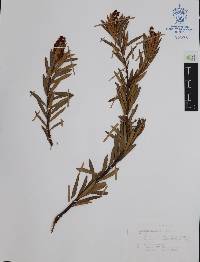 Comarostaphylis polifolia image