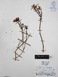Sedum griseum image