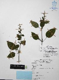 Hypoestes phyllostachya image