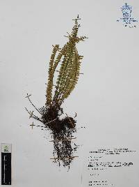 Asplenium monanthes image